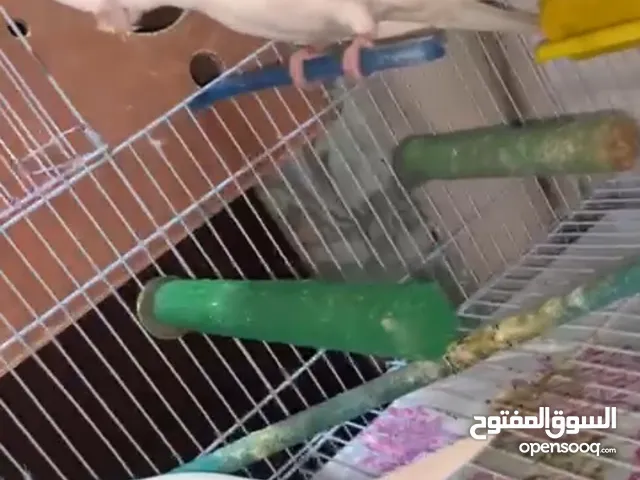 جوز كروان البينو مع فرخين