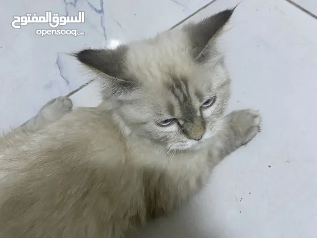 هملاایا انثئ عمر اشهر