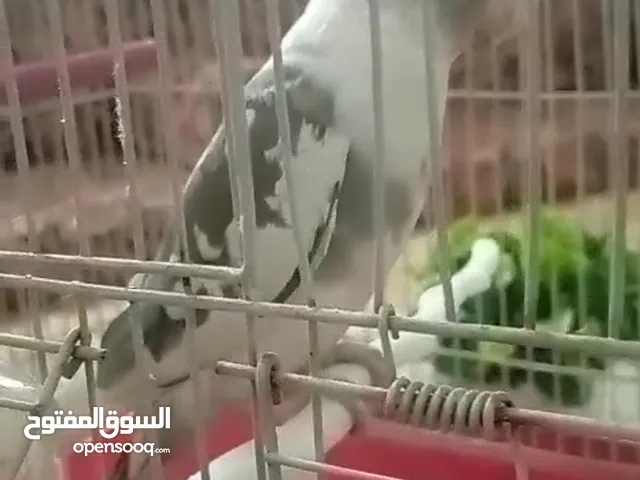 عصفور كوكتيل نوع فيس ذكر اليف