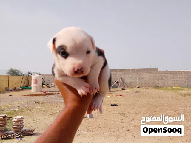 جراوي بيتبول عمر 41 يوم