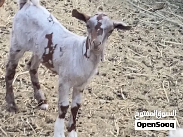 للبيع تيس صلالي
