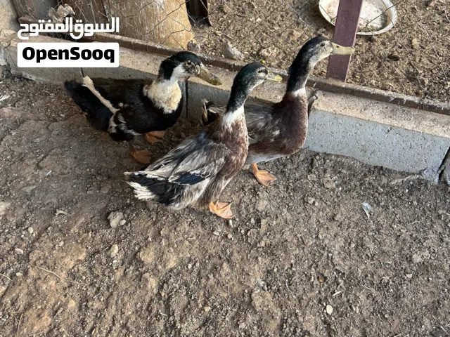 بط ذكور للبيع عمر سنة تقريباً