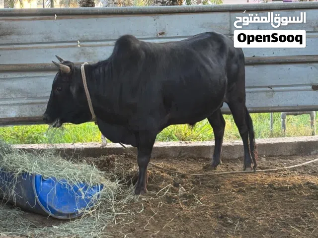 ثور عماني أصل