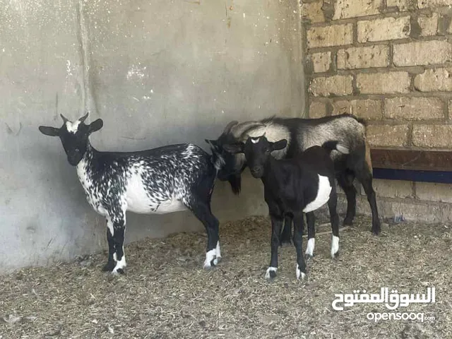 معيز كردي البيع