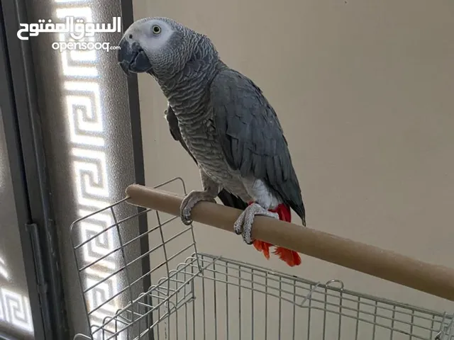 السلام عليكم لإعادة النشر ببغاء زنجباري