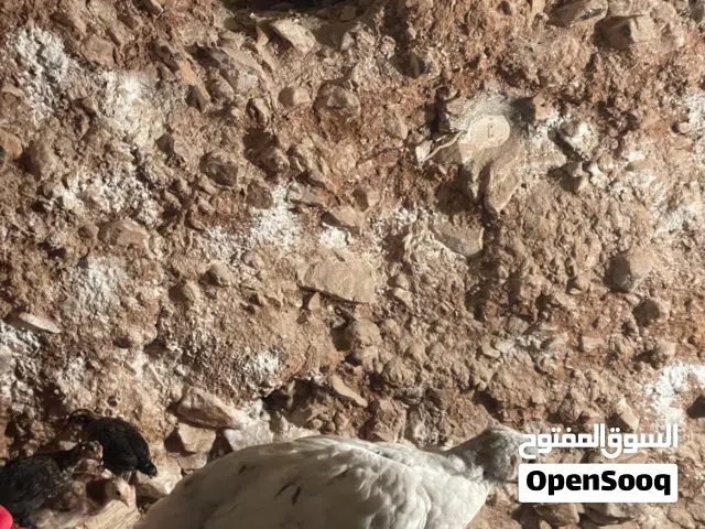 فلاليس دجاج عربي