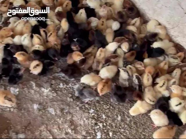 صوص محلي .