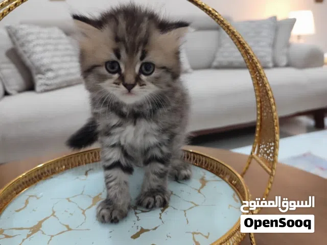 قطط ميكس للبيع