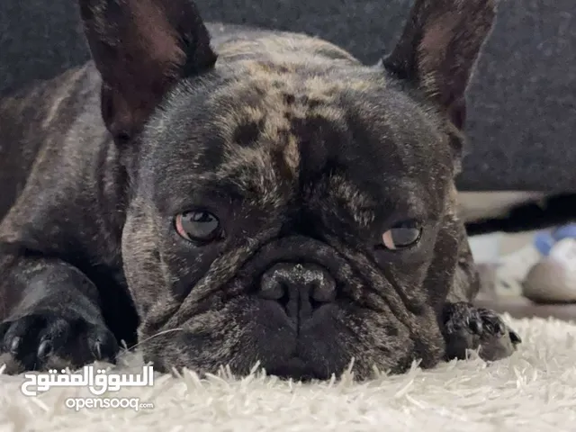 French bulldog