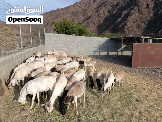 للبيع كباشه وتيوس صومالية