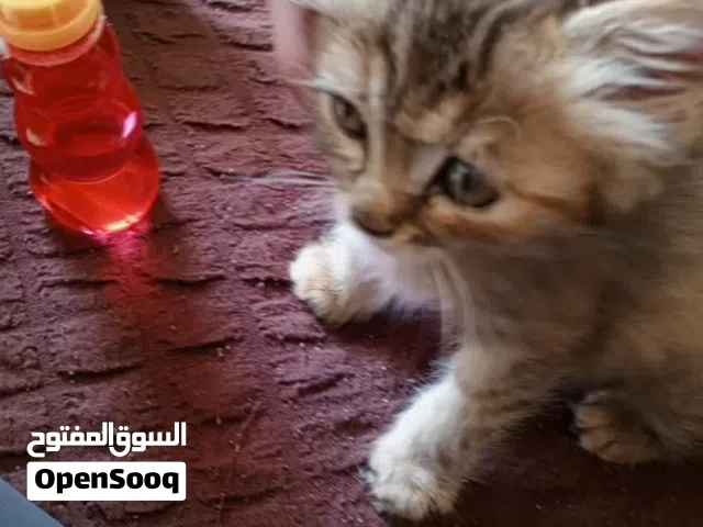 للتبني عمر شهر تقريبا متعود ع الليتر بوكس ودراي فود وعلى اكل البيت  ل تواصل وتساب