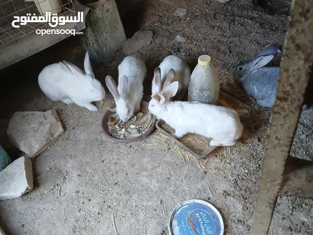 اربع اناثي وذكر شغالات عمرهم سنة بالصلاة عالنبي عشار جديد والبيع فاضي الموقع الهاشمية الزرقا يا