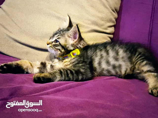 264920587. الجبيهه قرب المسجد التلاوي