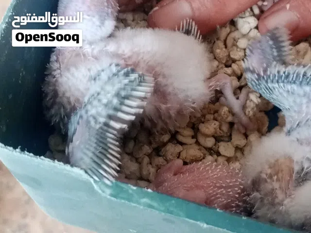 صعيب الغراري