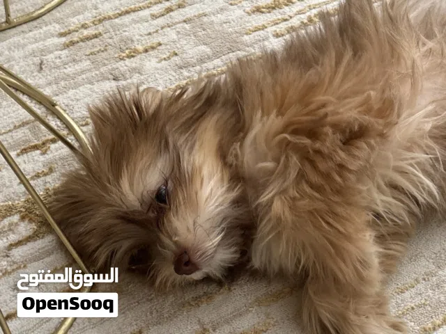 كلبه أنثى للبيع مكس شيتزو مع يورك شاير