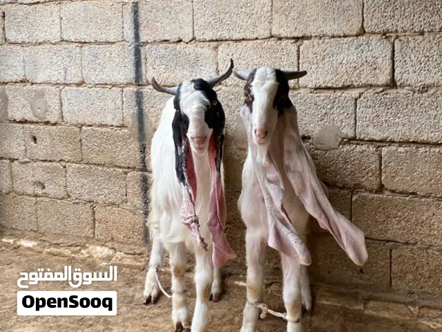 زوز جديان فحوله حجازي درجه اولي توماه ربي يبارك عمرهم 10 شهور