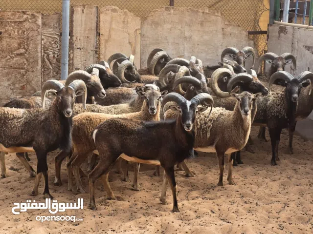 وعول المافلون