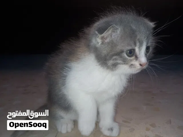 قطط سكوتش فولد