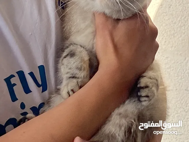 قطه شيرازي moon face 3 اشهر