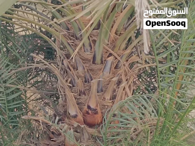 جهاز كهربائي لقطع الاخشاب وتقليم الأشجار