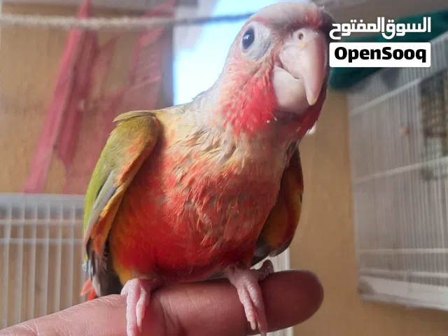 Pineapple conure dabble red factor fully friendly,,,,,,