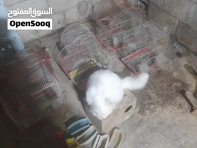 قفص عصفير عدد 6  معالف  بلاستك + معلف حديد + مشارب + وقفات حمام خشب + عش خشب للكوكتيل ..