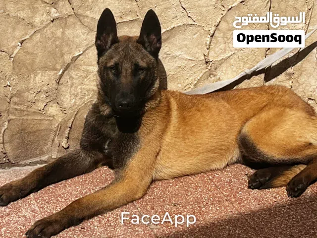 كلب بلجم للبيع