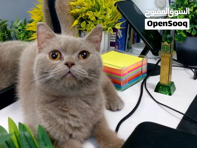 سكوتش ستريت باللون اليلك النادر جدا مع كرت التطعيم