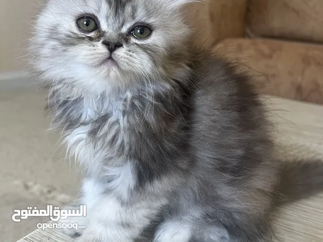 قطة للبيع العمر:3 اشهر انثي