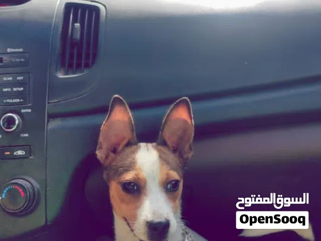 تـشيواو عـمر الأب والأم سنه
