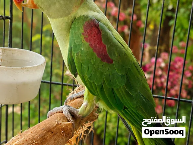 للبيع ببغاء نيبالي ذكر
