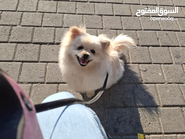 كلاب بوميرينان صغار للبيع