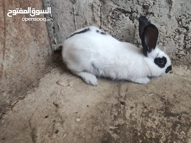 انثى شيرازي صلاة النبي عمرها 5 شهور ونص