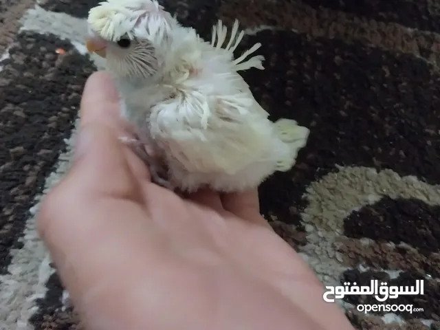 بعد الصلاة على النبي متوفر فراخ حب هوقو رومو لزق اليدوي ااااااااااااااااااااااااااااااااااااااا
