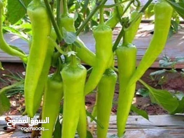 بذور الفلفل الحار