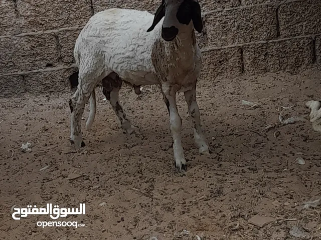 حولي وطني لاقوة الابالله