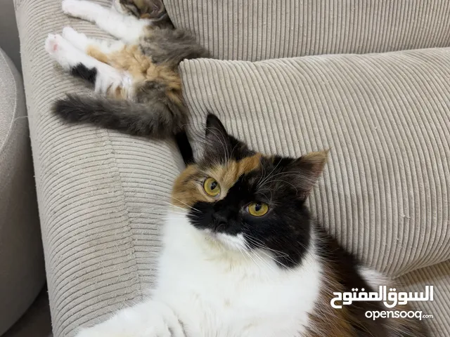 قطط شيرازيه
