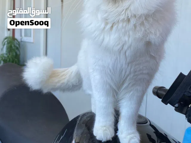 قط ابيض لون خليط بين قط الفان التركي وقط النرويعي