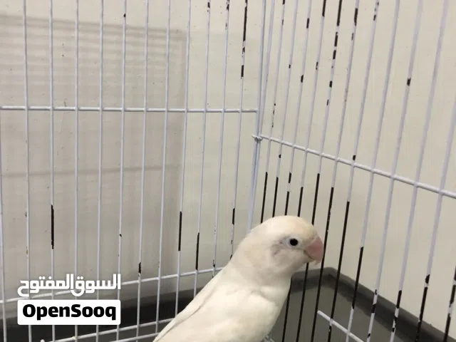 انثى روز محليه منتجه