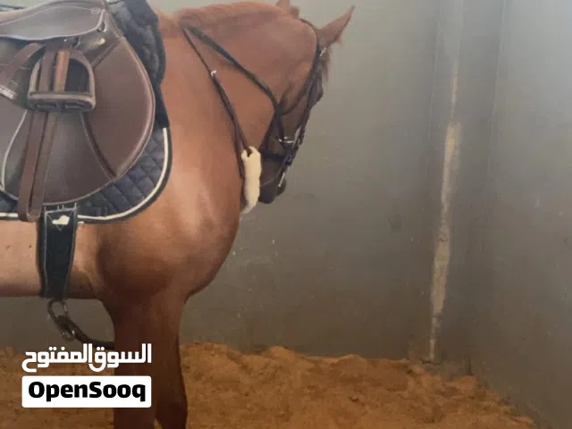 فرس قفز حواجز للبيع