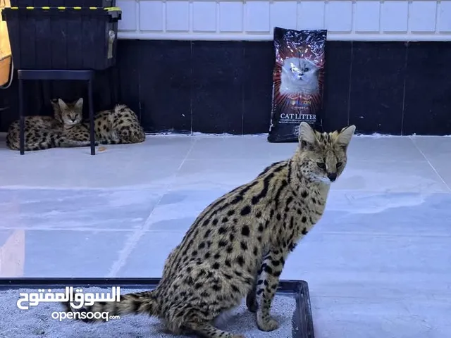 سرفال للبيع للجاددين فقط