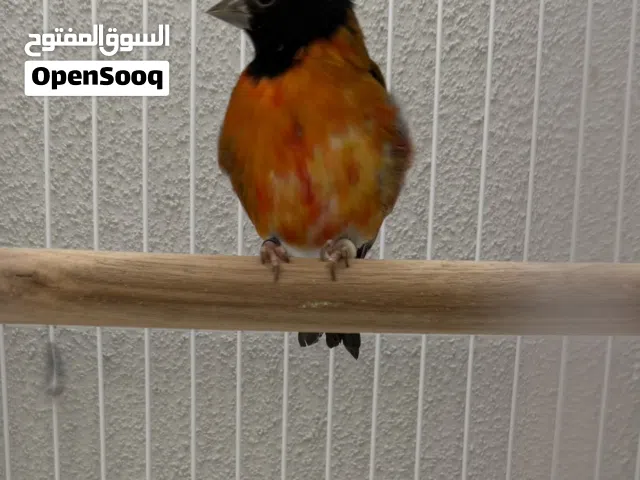 HIGH QUALITY SECECAN MALE AMAZING COLOR AND READY FOR BREEDING