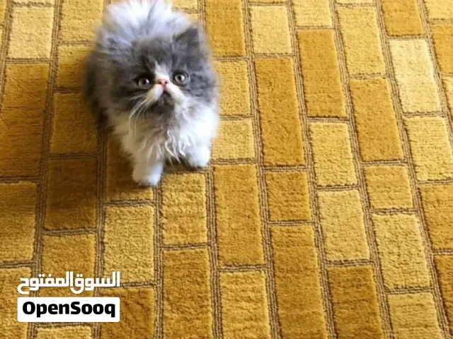 اجمل قط بيرشن