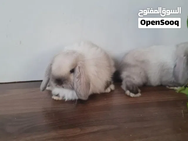 متوفر ارانب نوع هولندي لوب وتوصيل لجميع مناطق المملكة