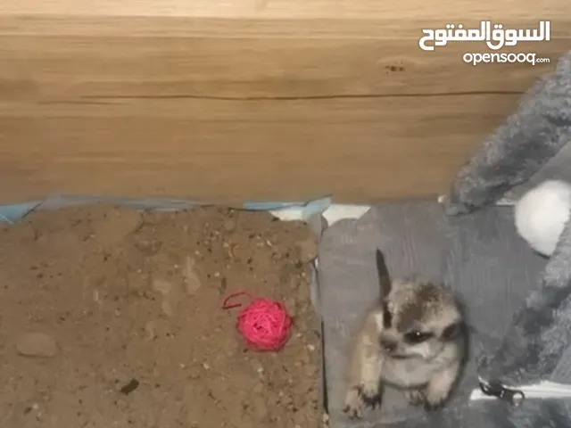 فرخ ميركات تيمون عمره شهرين ذكر