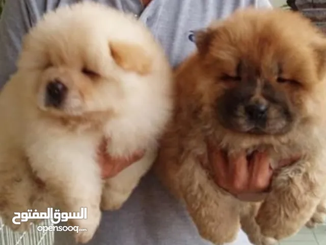 جروان شاو شاوchaw chaw أبيض و أسود و بني 3000dh