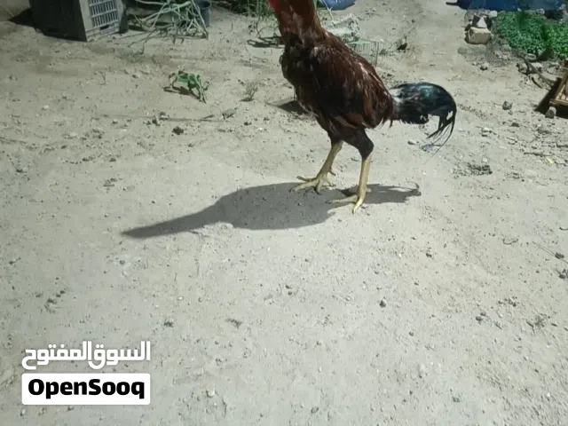 السلام عليكم طير بطل اصول راس عالي وضرب قاضيات  ابيعه للبزر