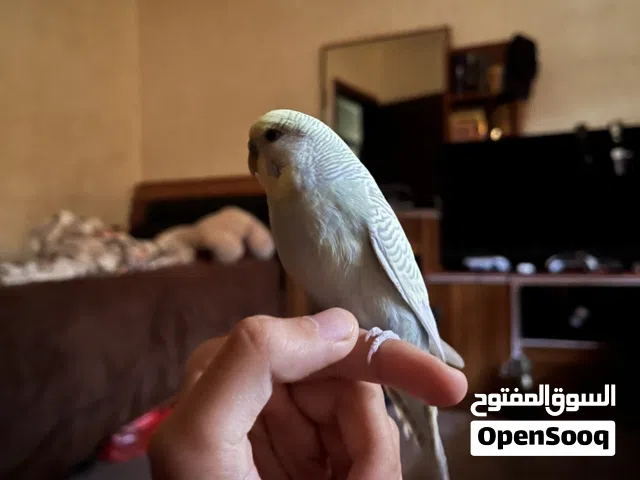 طير حب اليف100%ما بعض
