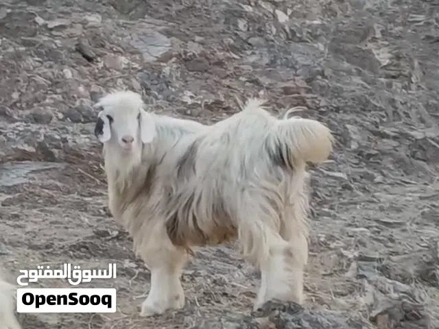 تيس محقوص مد ووفار رحبي مطعوم