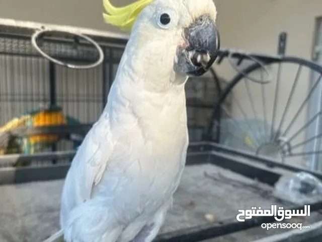 parrot for adoption